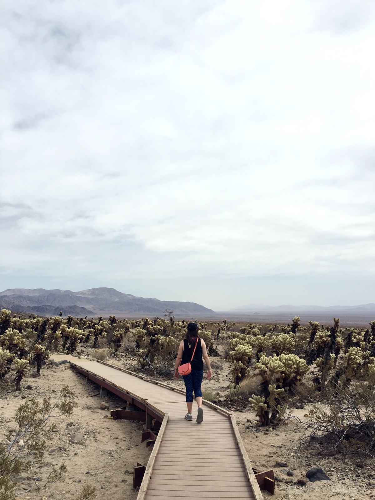 woman walking along the boardwalk through Cholla Cactus Garden