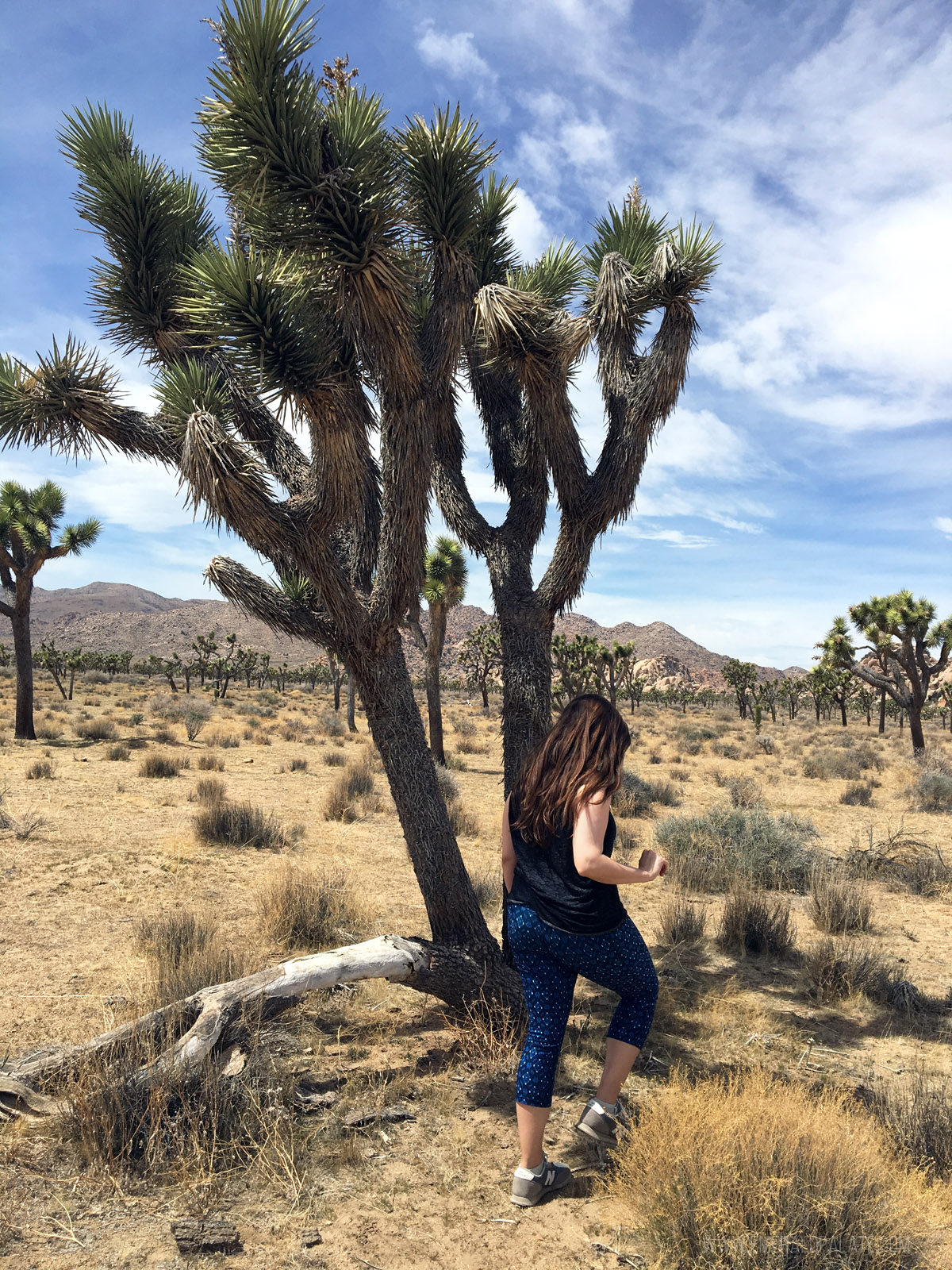 woman walking next to a Joshua tree