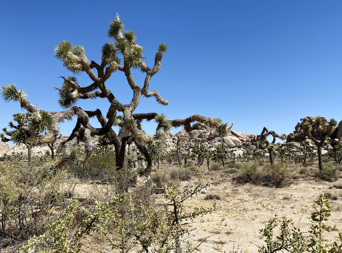 Joshua Trees