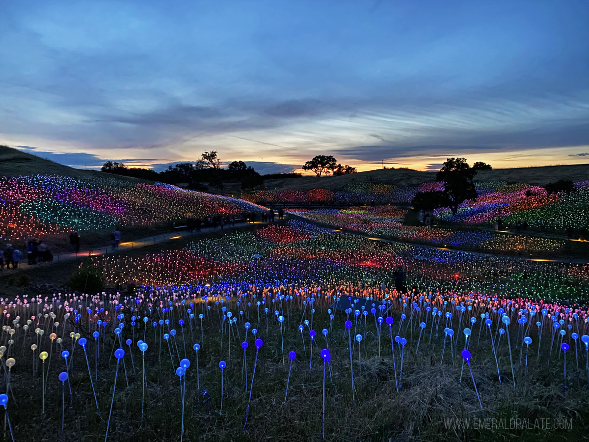 Sensorio light installation in Paso Robles