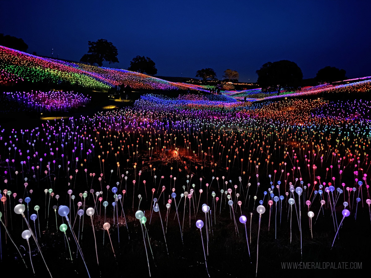 Sensorio light installation in Paso Robles, one of the best things to do in San Luis Obispo