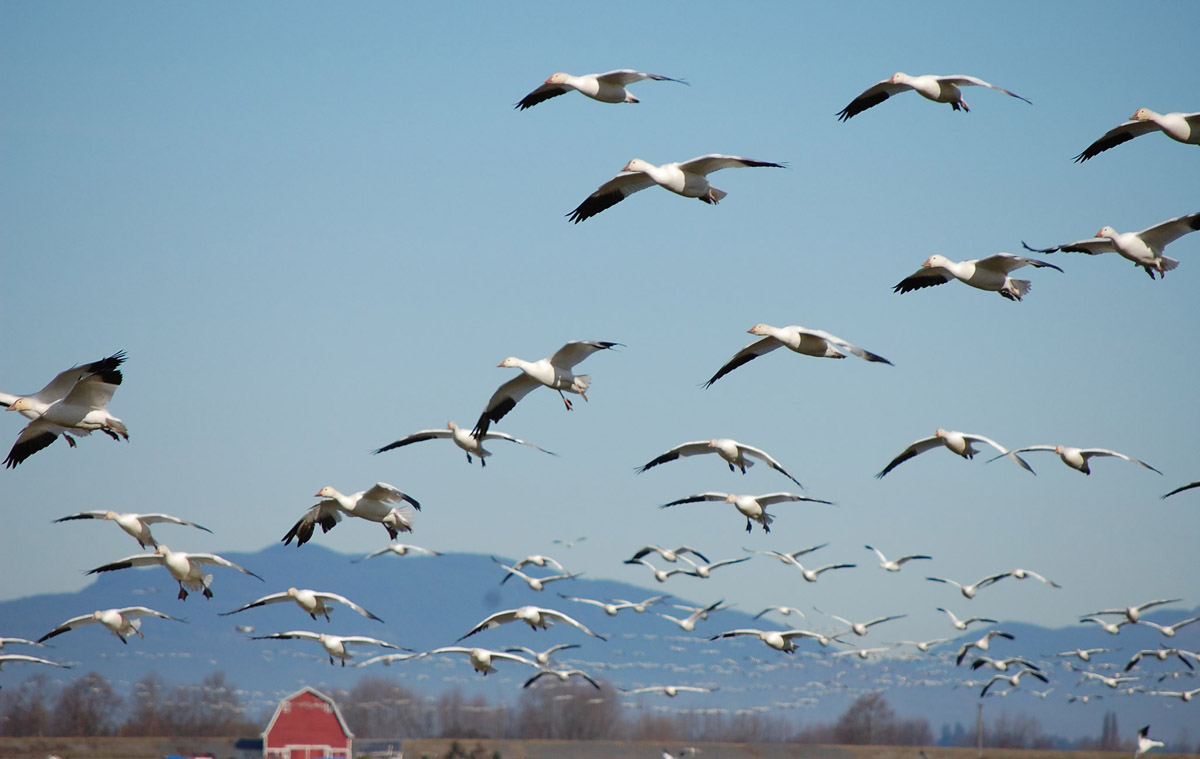 geese flight migration in Skagit Valley, one of the best winter getaways in Washington state
