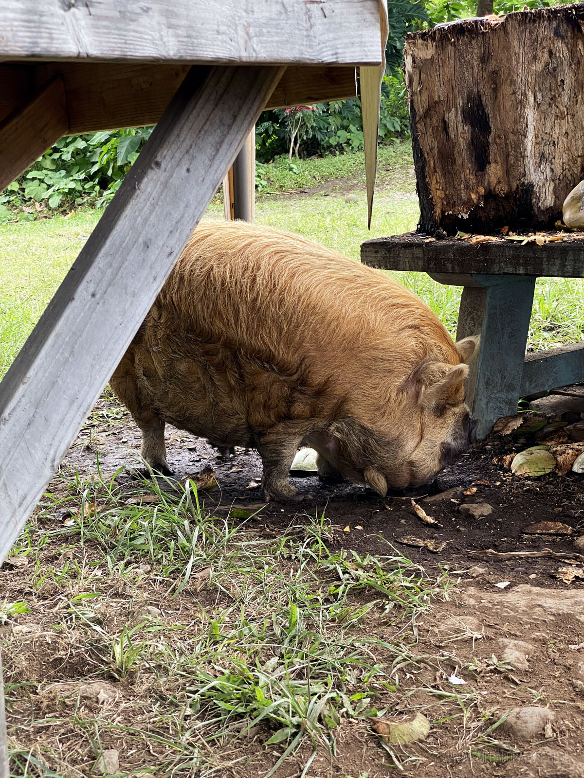 Chanel the pig on the Road to Hana