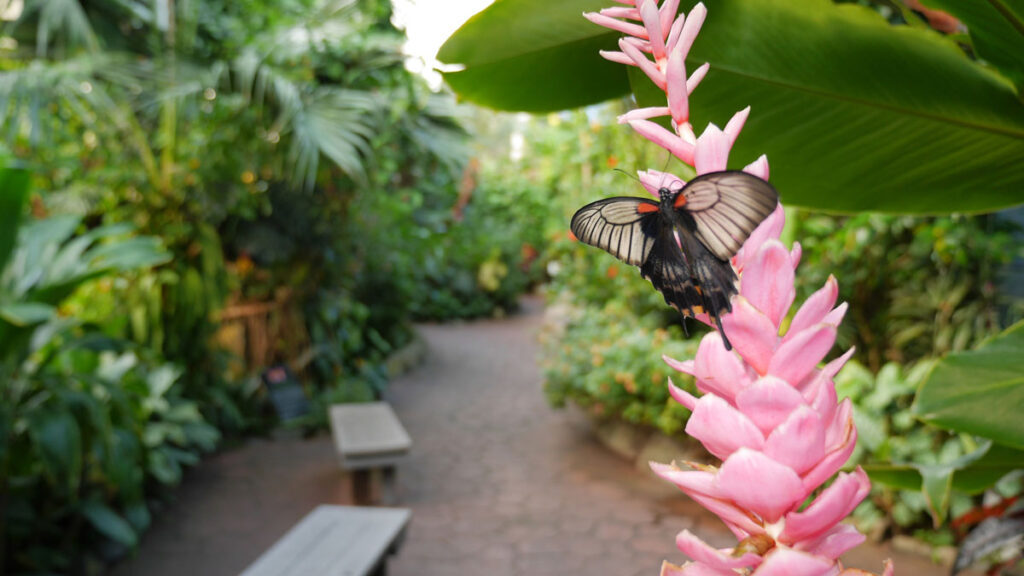 butterfly on a flower at the Victoria Butterfly Gardens