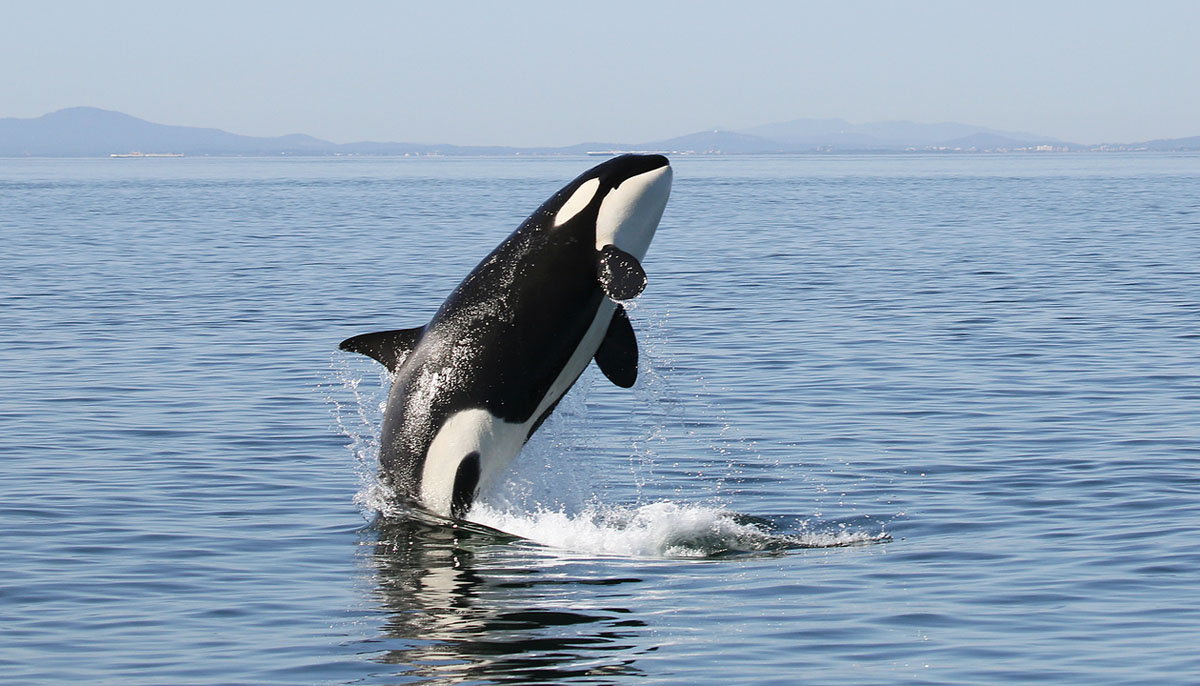 orca whale breeching the water