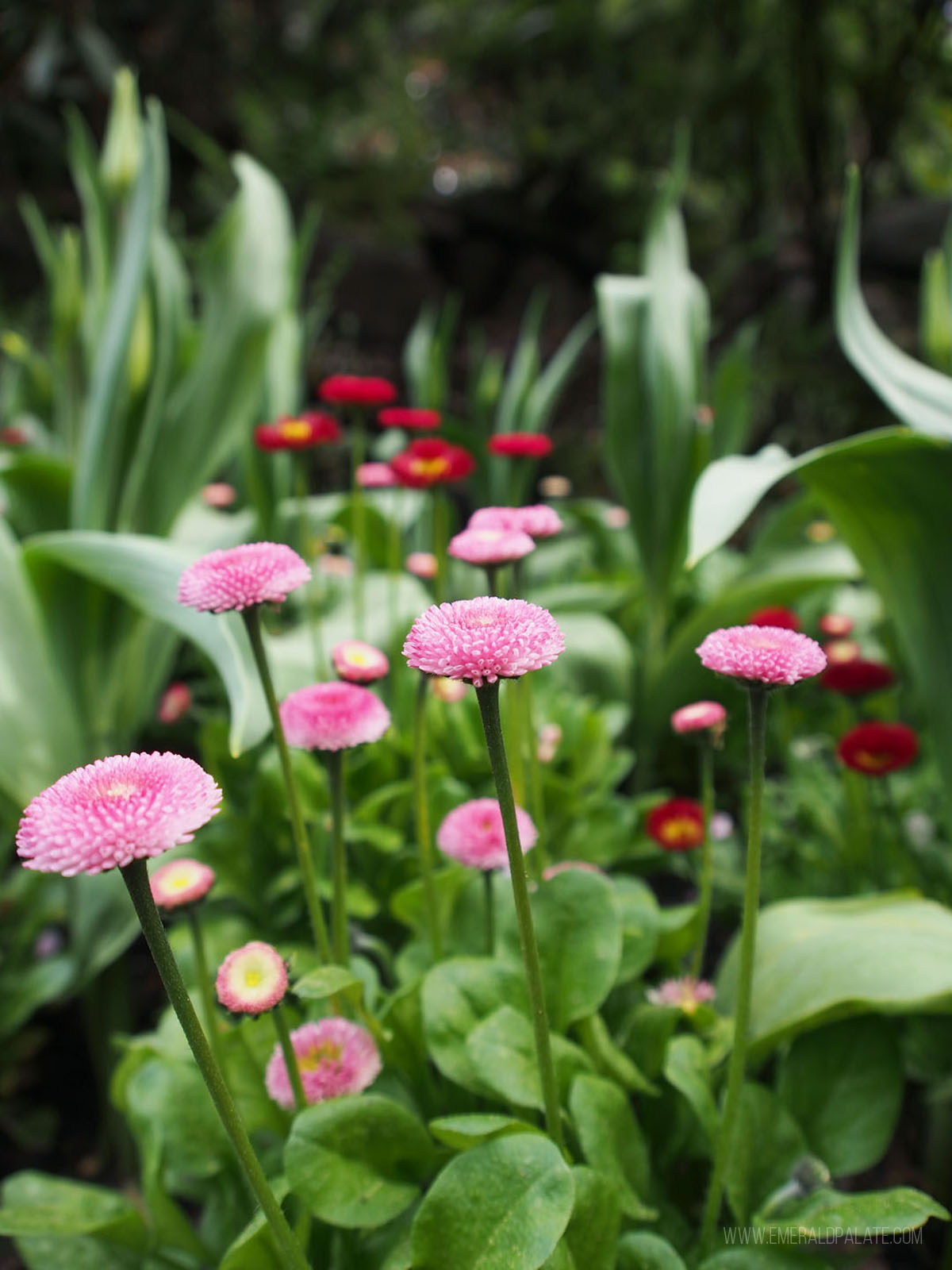 closeup of flowers at Butchart Gardens