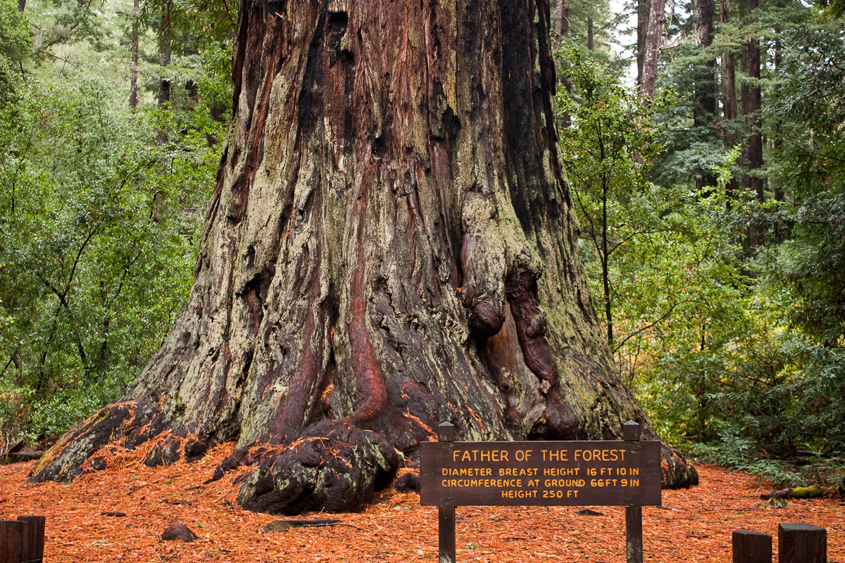Large redwood tree at Big Basin State Park in California