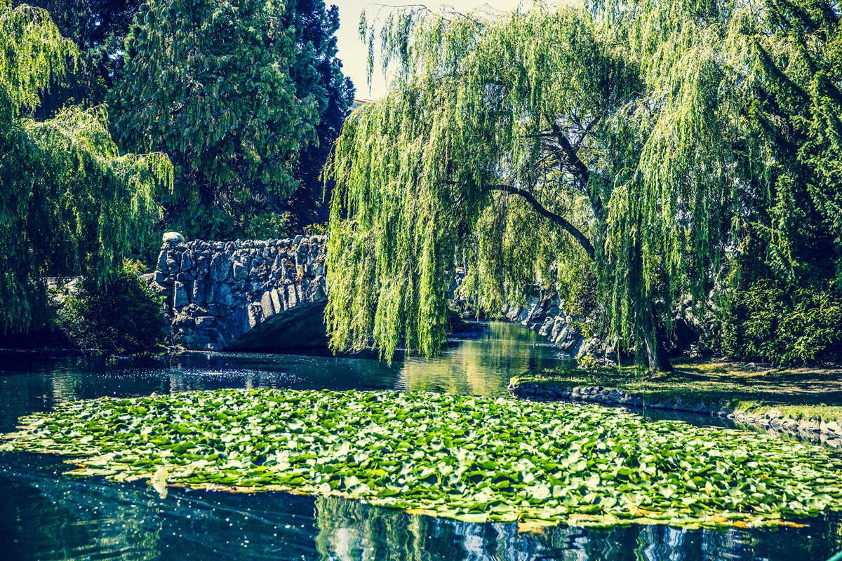 Pond with lily pads and a huge weeping willow in Beacon Hill Park