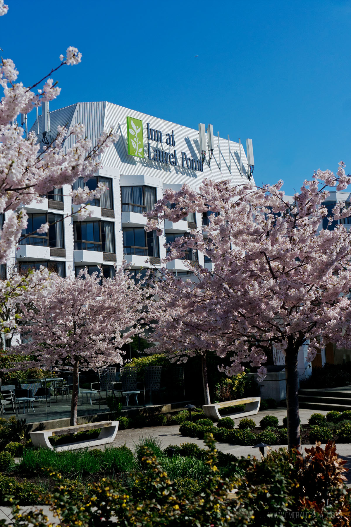 Exterior of the Inn at Laurel Point Hotel in spring with cherry blossoms in bloom