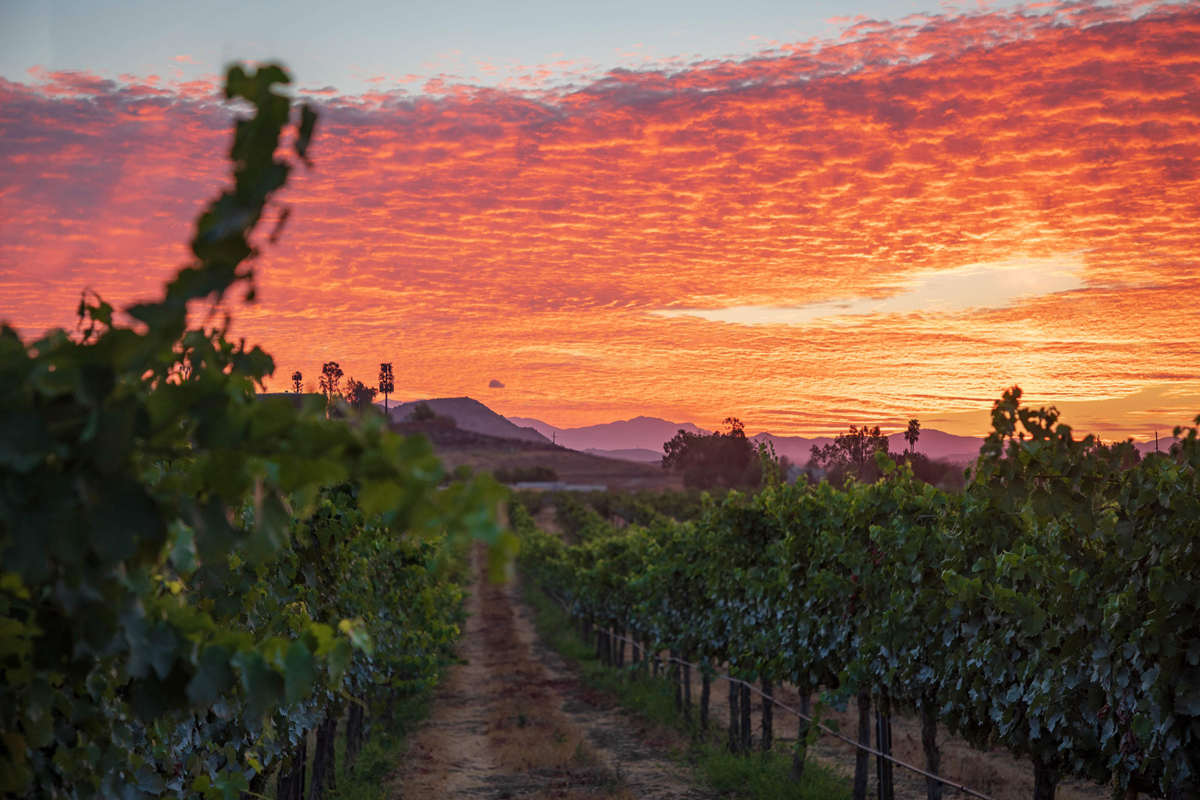 Vineyard in Temecula, CA at sunset