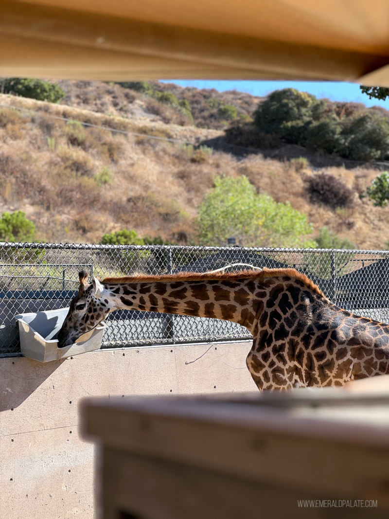 The most fun outdoor activities in san diego the emerald palate