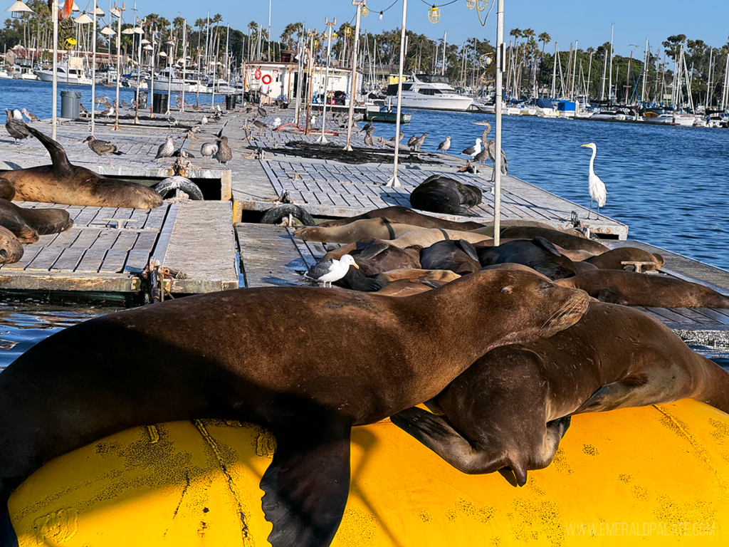 The most fun outdoor activities in san diego the emerald palate