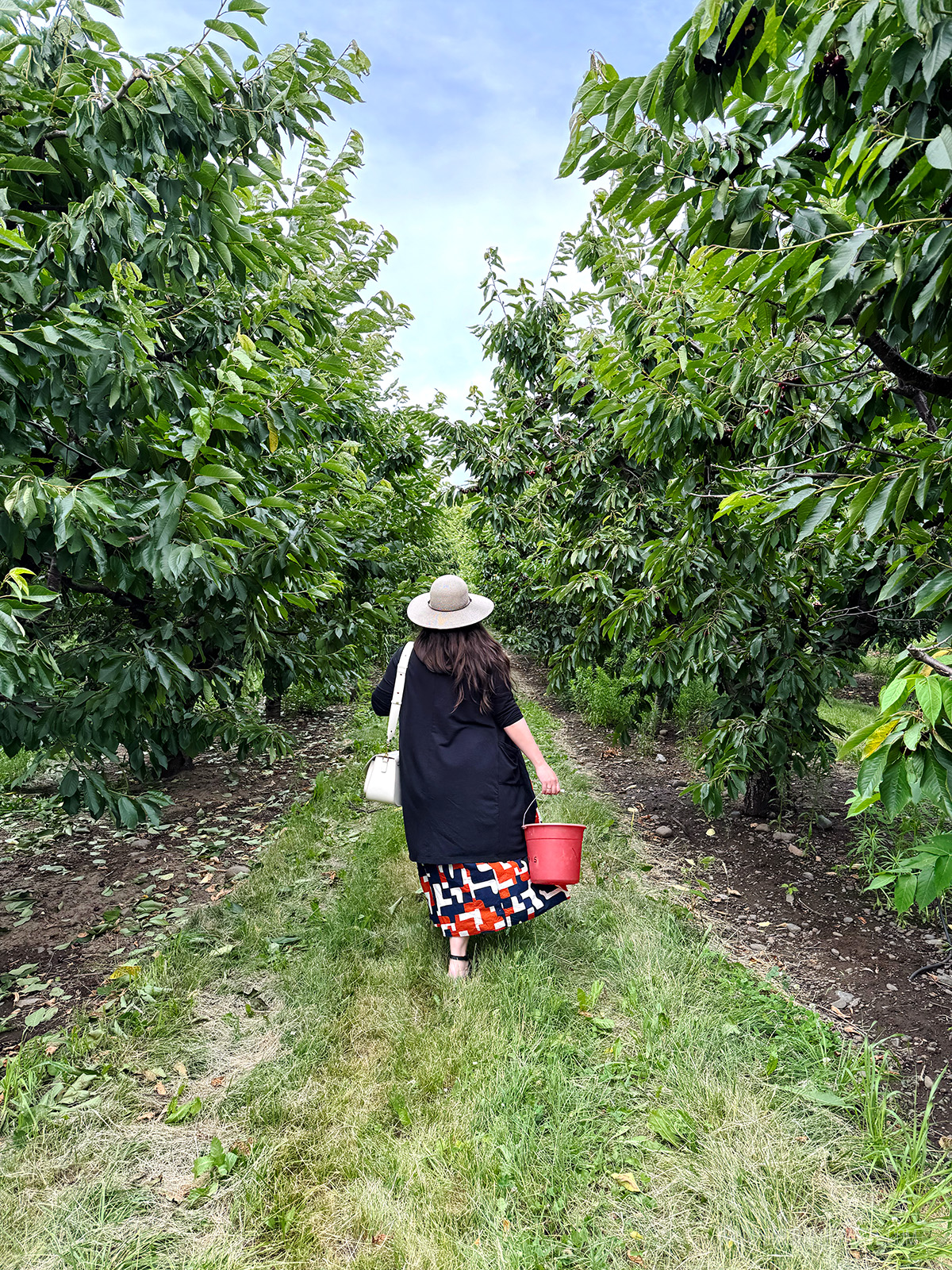 woman walking through an orchard doing u-pick, one of the best things to do in Walla Walla, WA