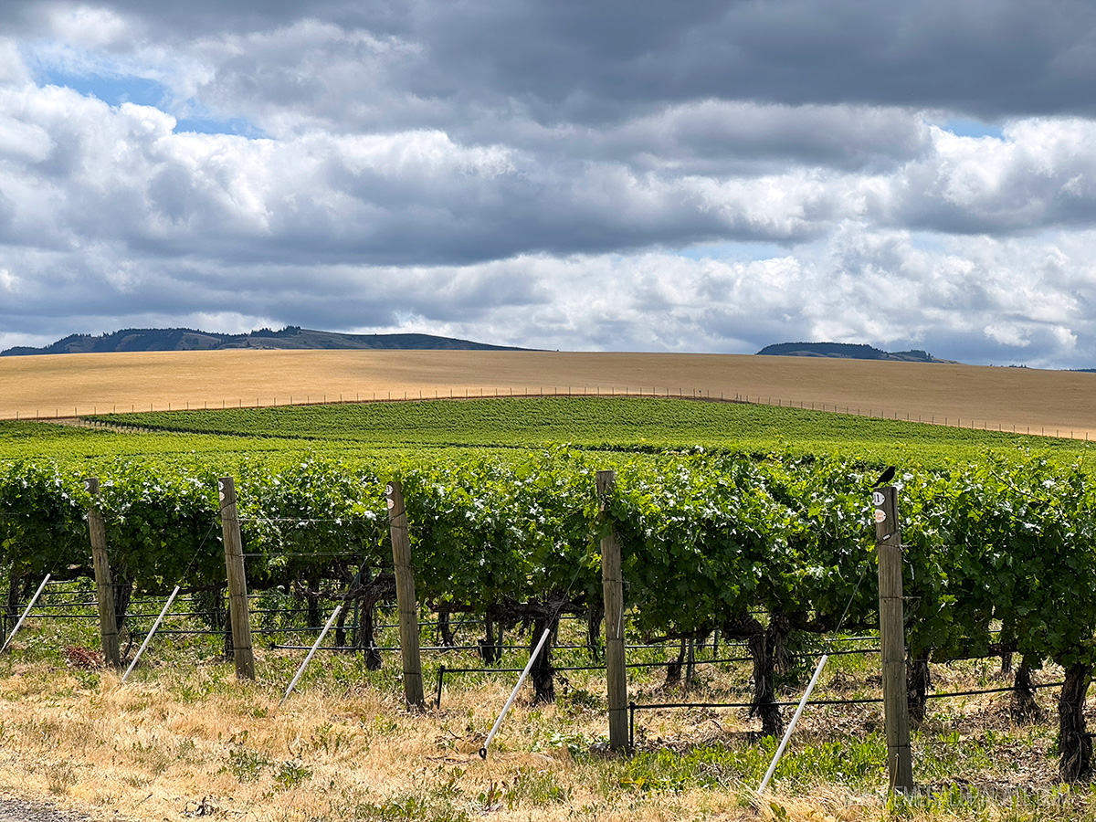 vineyard in Walla Walla, Washington
