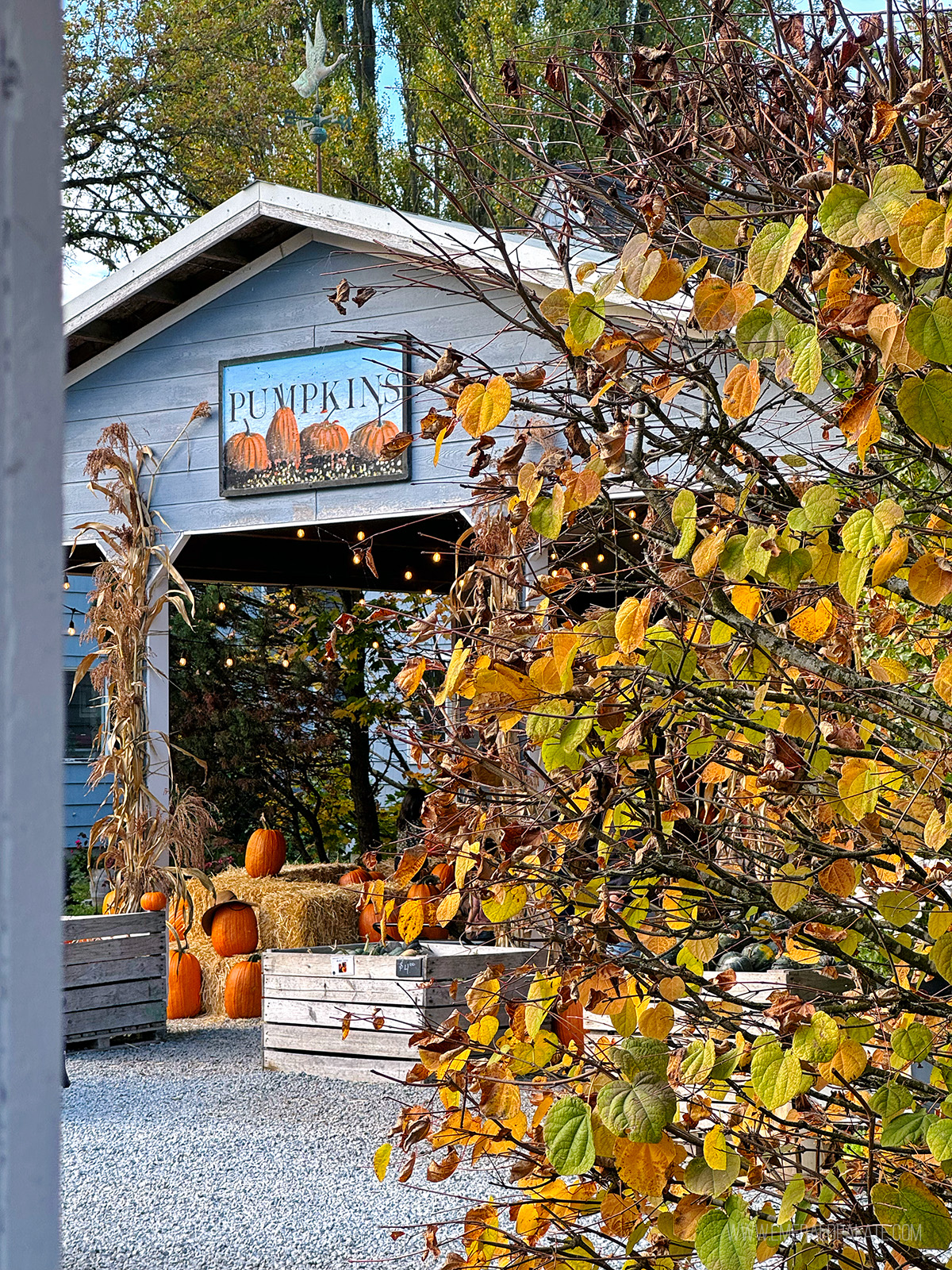 Gordon Skagit Farms, one of the best farms near Seattle
