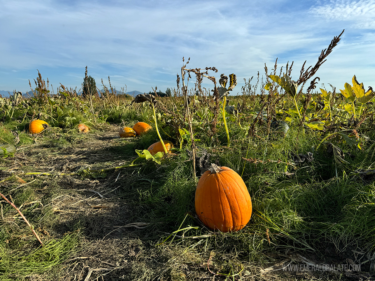 pumpkins in a pumpkin patch