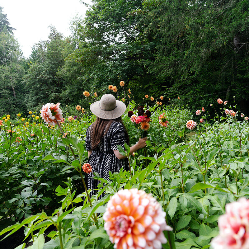 woman on one of the best farms near Seattle surrounded by dahlia flowers