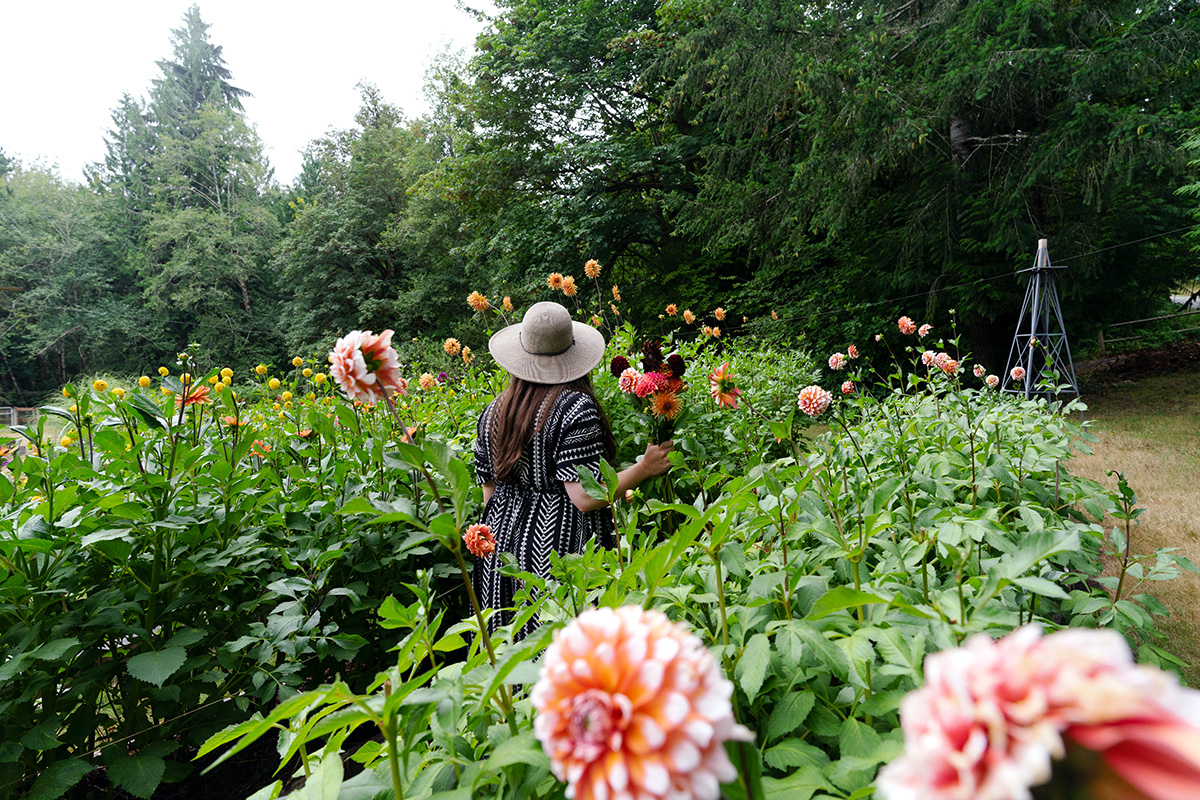 woman on one of the best farms near Seattle surrounded by dahlia flowers