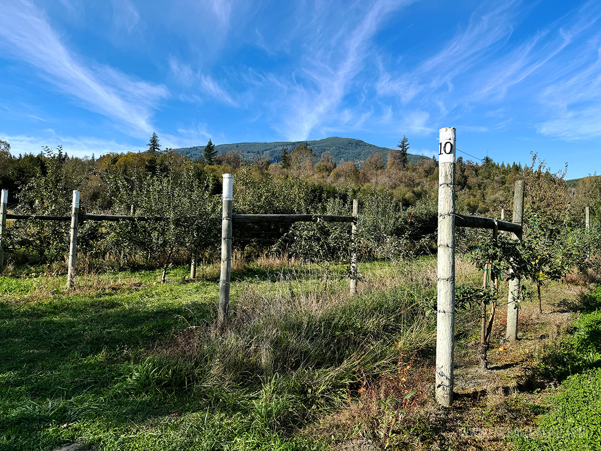 apple orchard at one of the best farms near Seattle