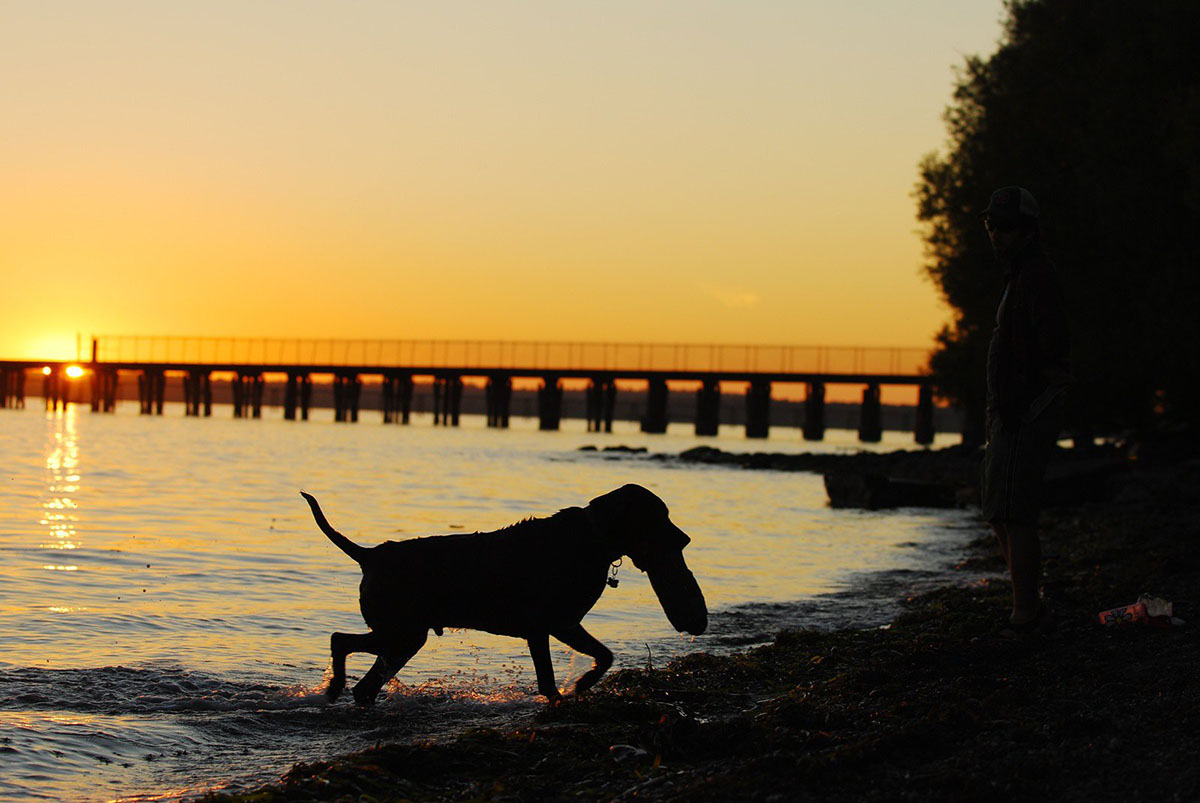 dog playing in the beach at sunset in Bellingham WA
