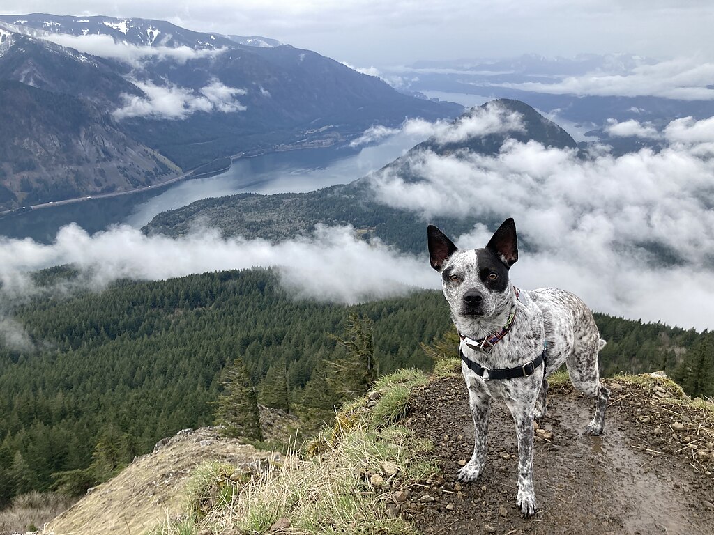 dog overlooking the aptly named Dog Mountain hike in Columbia River Gorge, one of the dog-friendly vacations in the PNW