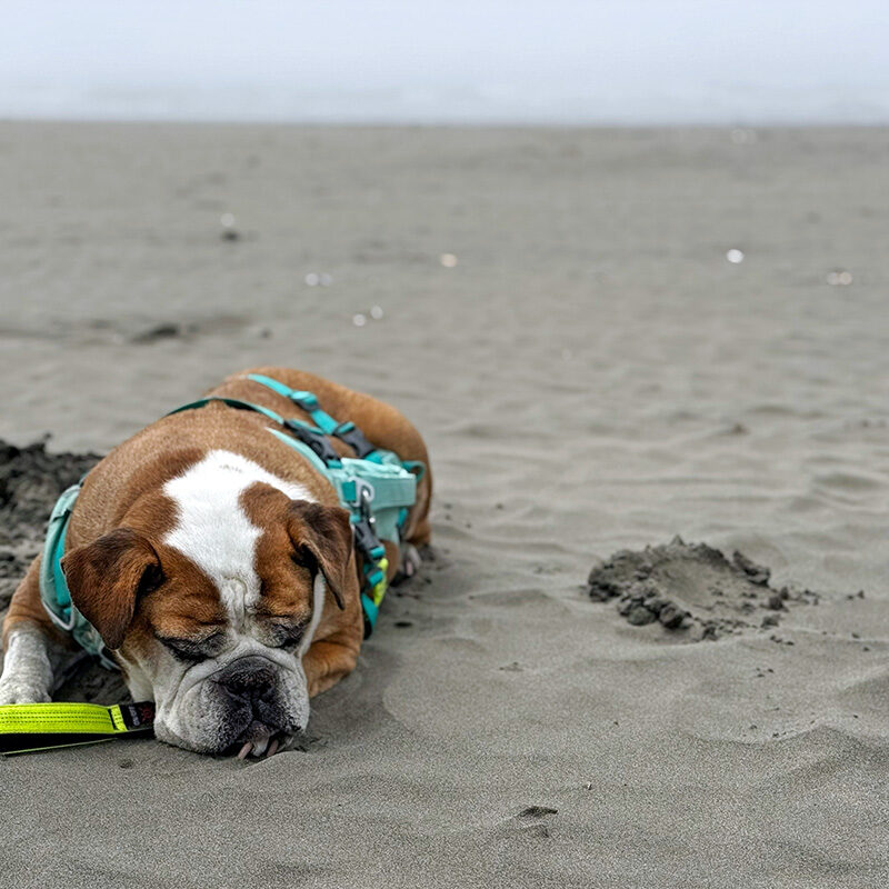 Bulldog resting on the beach, one of the best dog-friendly vacations in the PNW