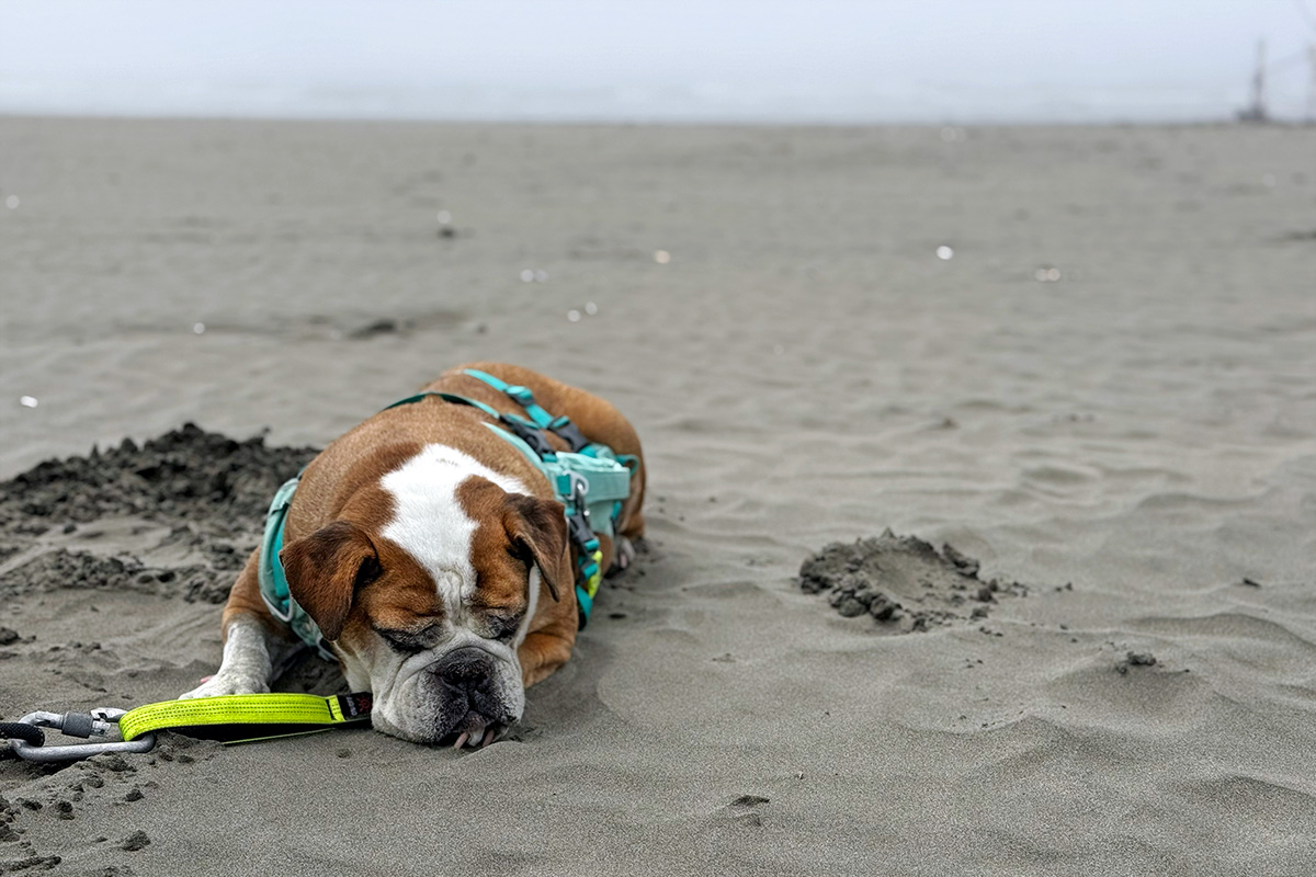 Bulldog resting on the beach, one of the best dog-friendly vacations in the PNW