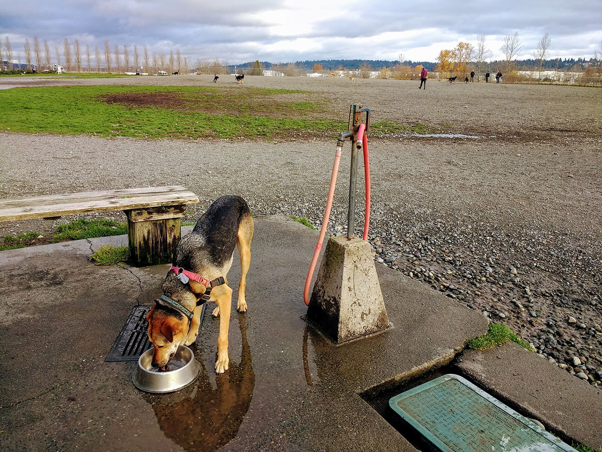 dog drinking in an off leash dog park in Seattle, one of the best dog-friendly vacation spots in the PNW