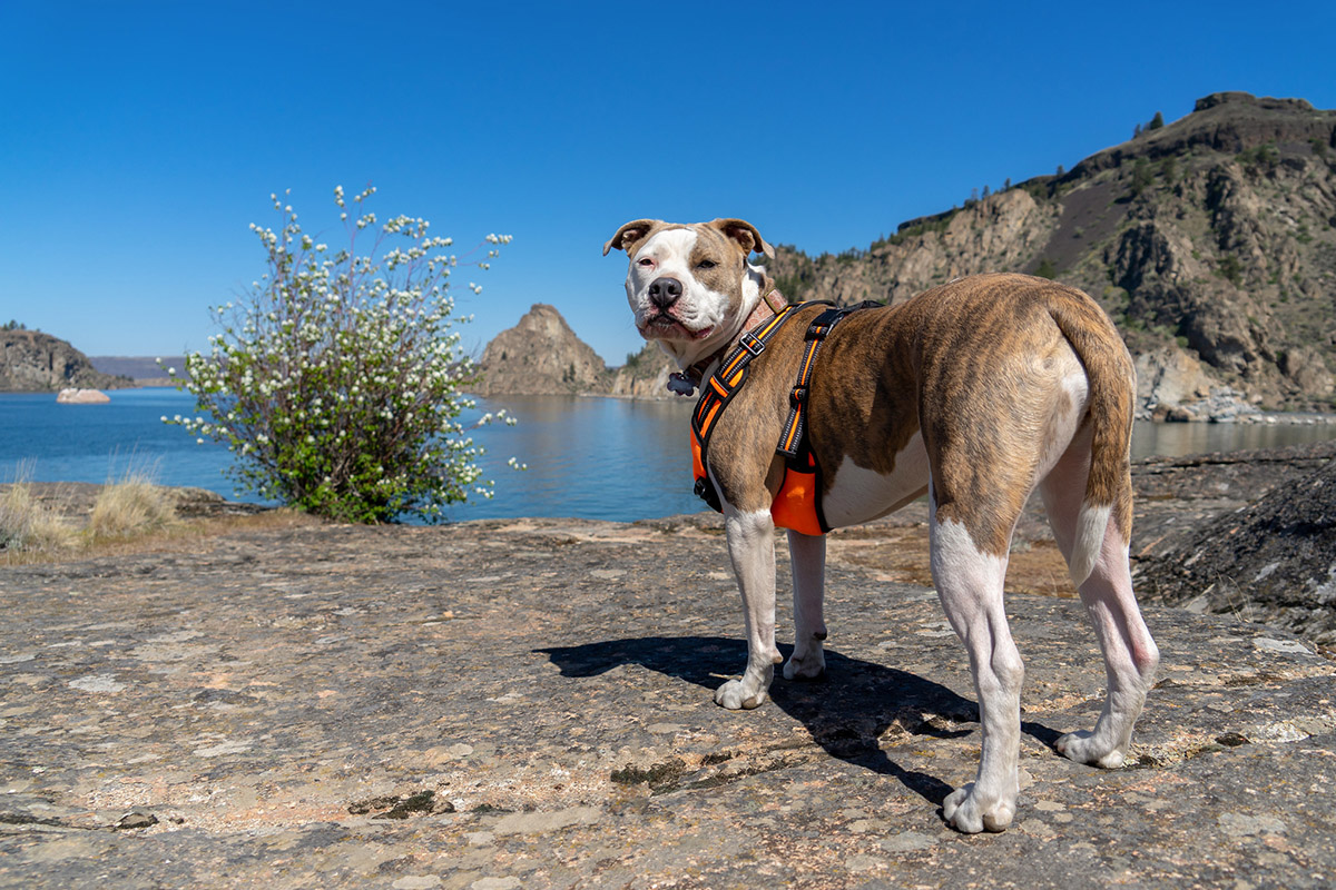 pitbull overlooking a lake in eastern WA