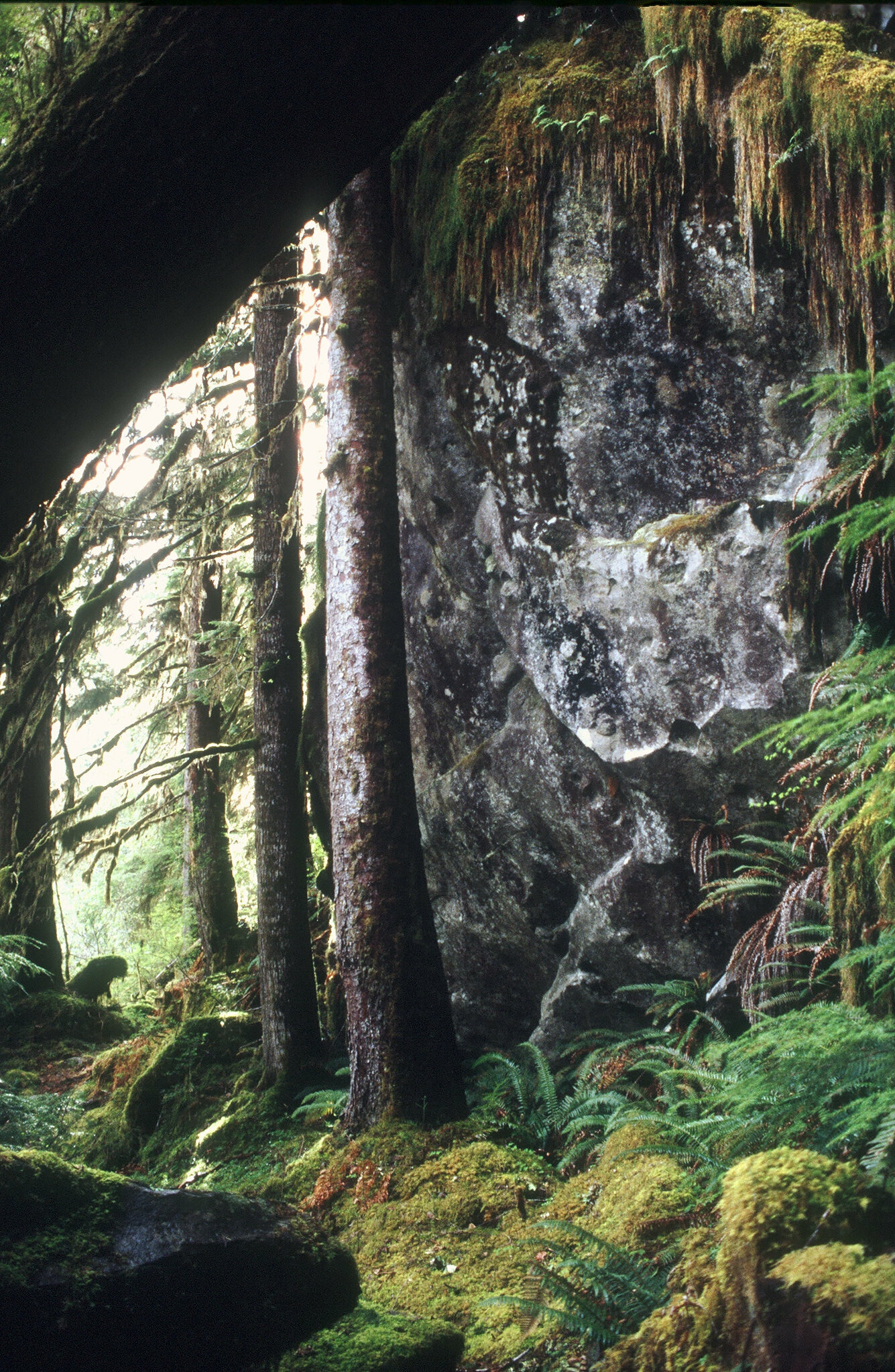 Bogachiel Rainforest Trail