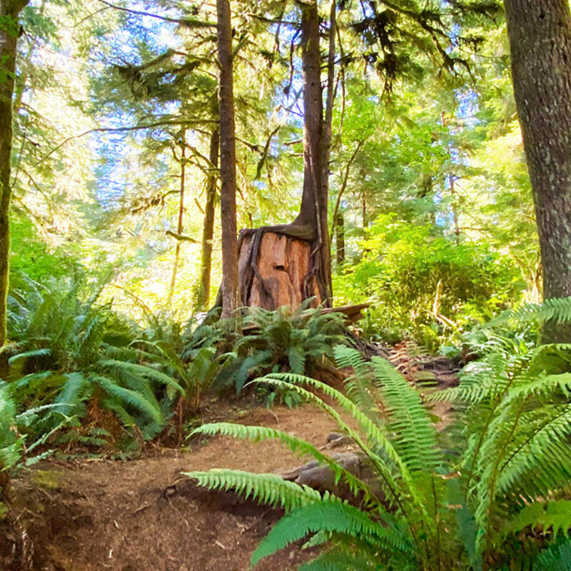 17 Olympic National Park Hikes for All Skill Levels