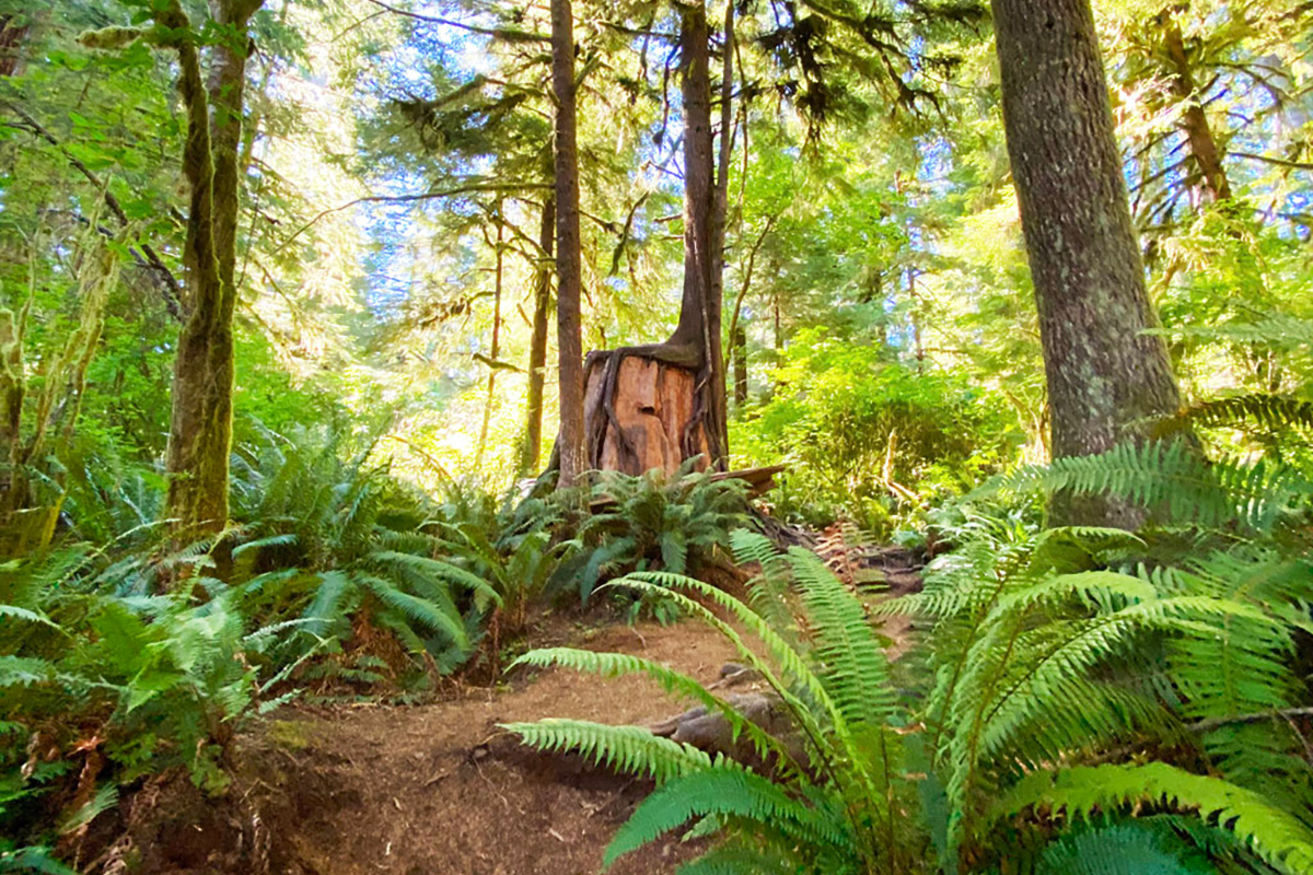 Hoh Rainforest, one of the best Olympic National Park hikes