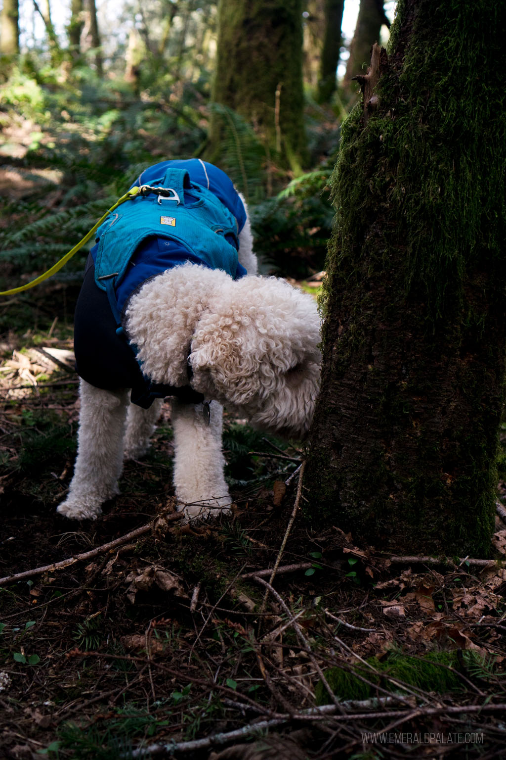 truffle dog foraging in the woods