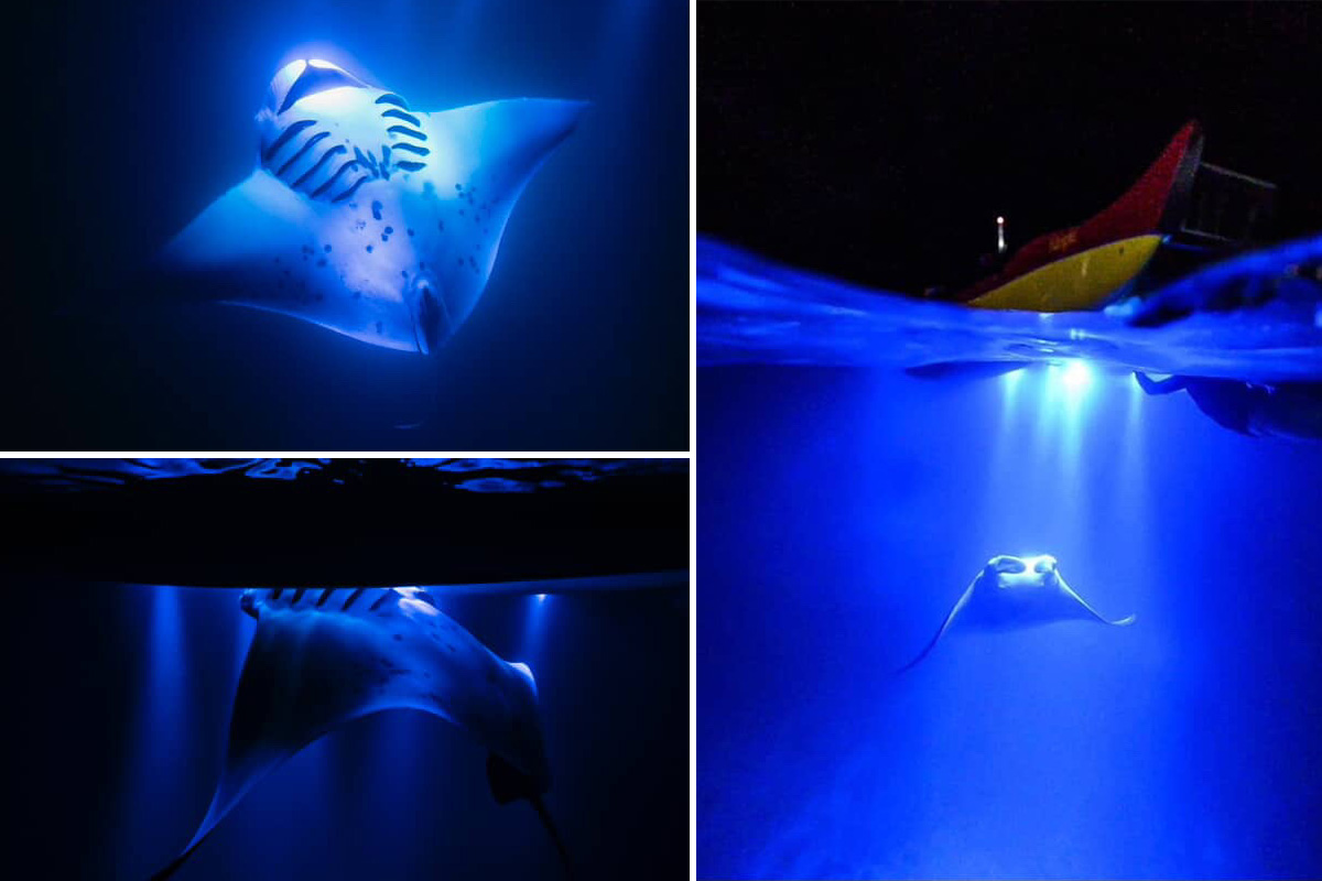 Collage of manta rays under water in Hawaii