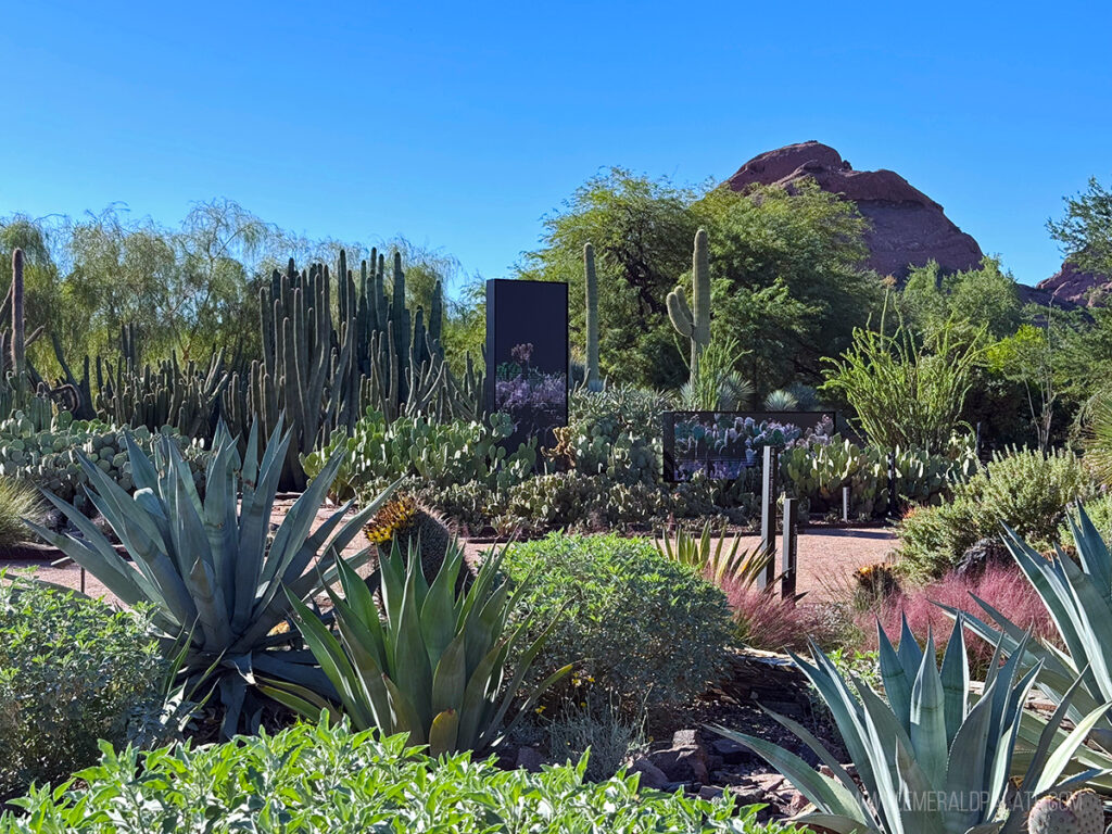view of the landscape at the Desert Botanical Garden, one of the best things to do in Scottsdale, Arizona