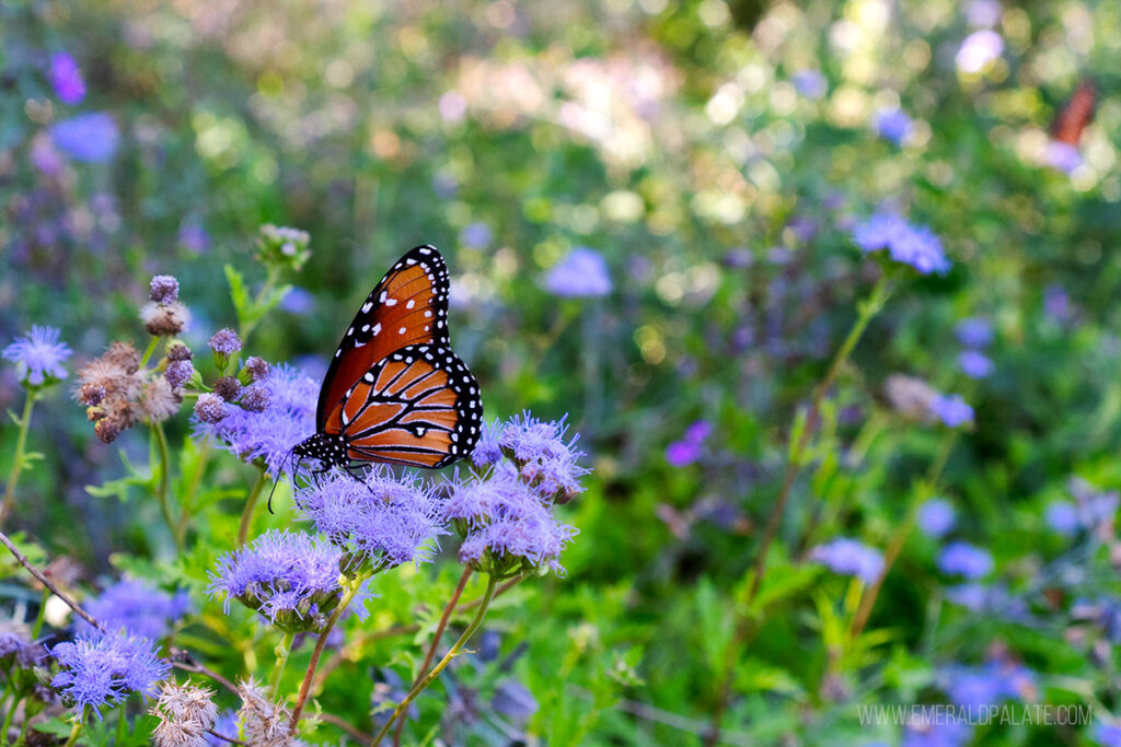 close up of a butterfly on a flower at the Desert Botanical Garden, one of the best things to do in Scottsdale, Arizona
