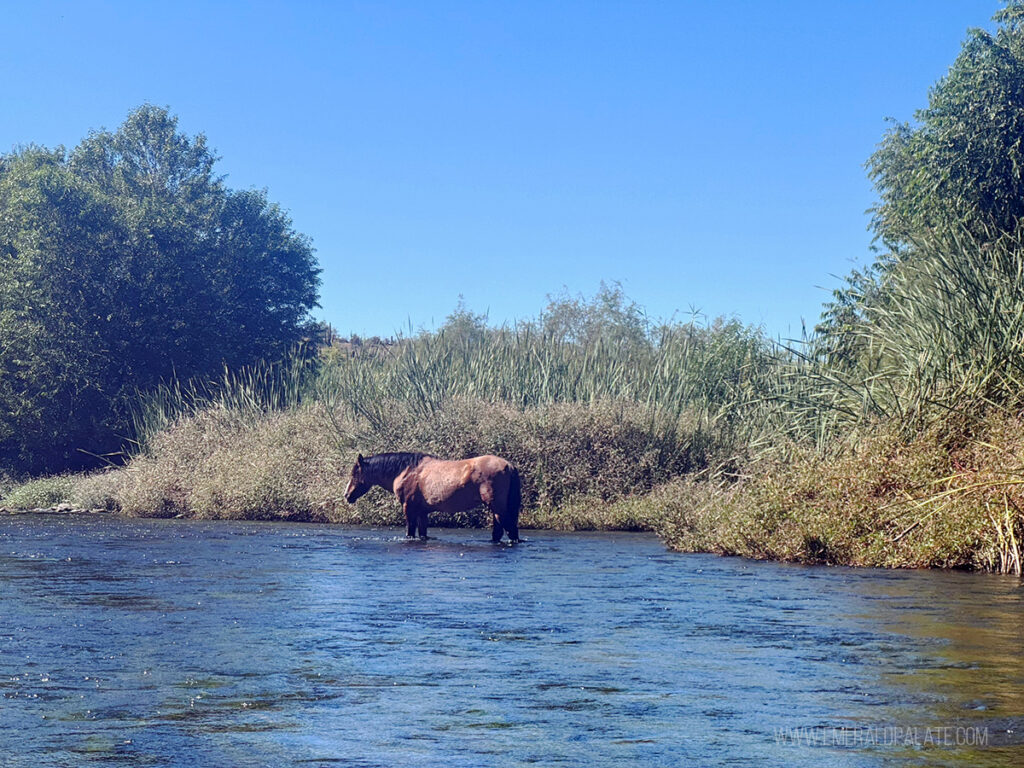 wild horse in Arizona drinking water from the Salt River