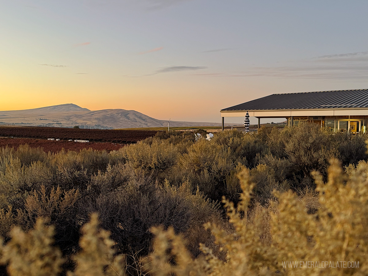 view of Kiona Vineyards at sunset through the high desert brush
