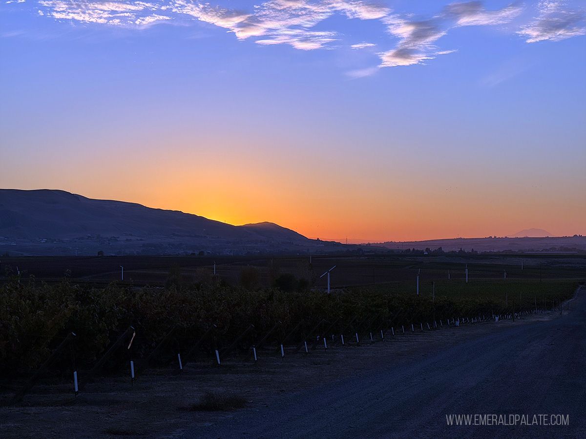 Yakima Valley winery's vineyard at sunset with mountains in the distance