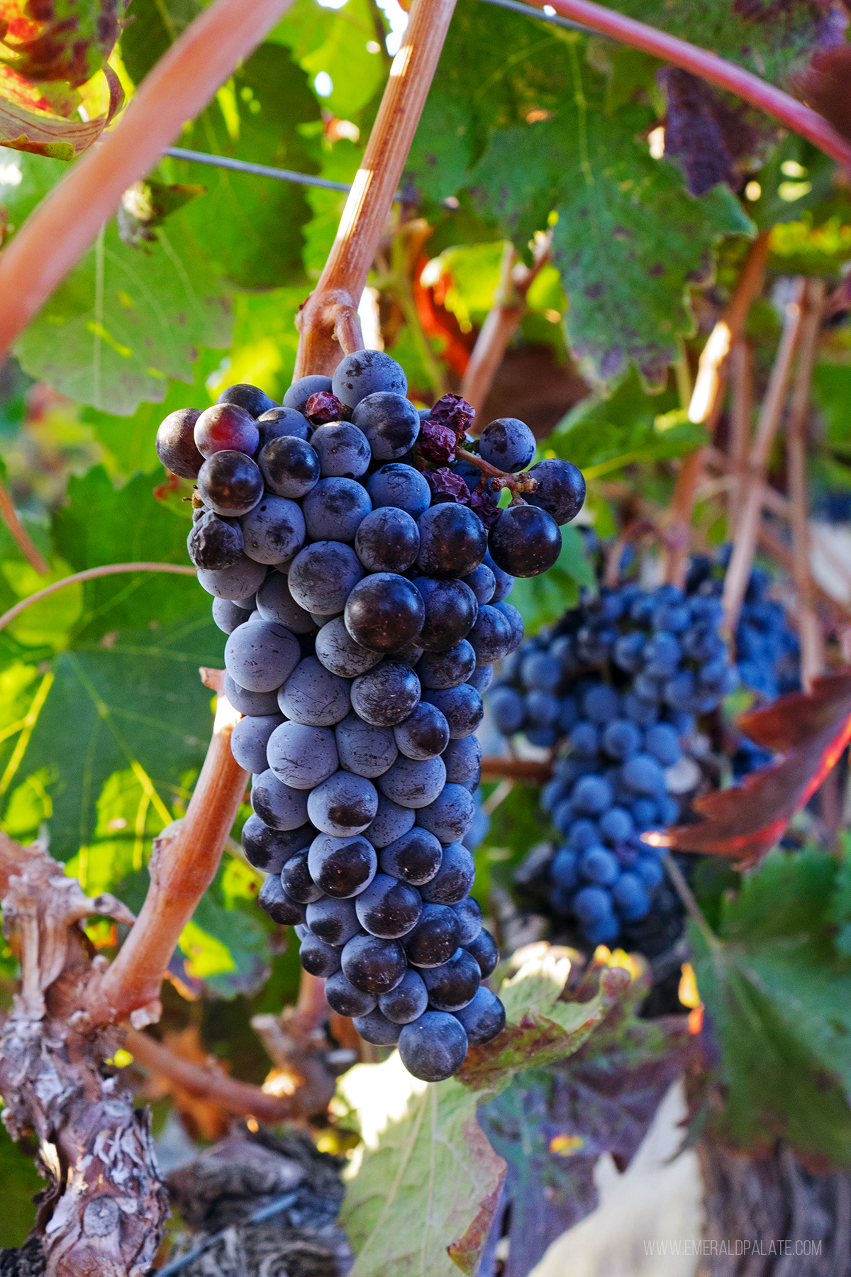 close up of a wine grape on the vine