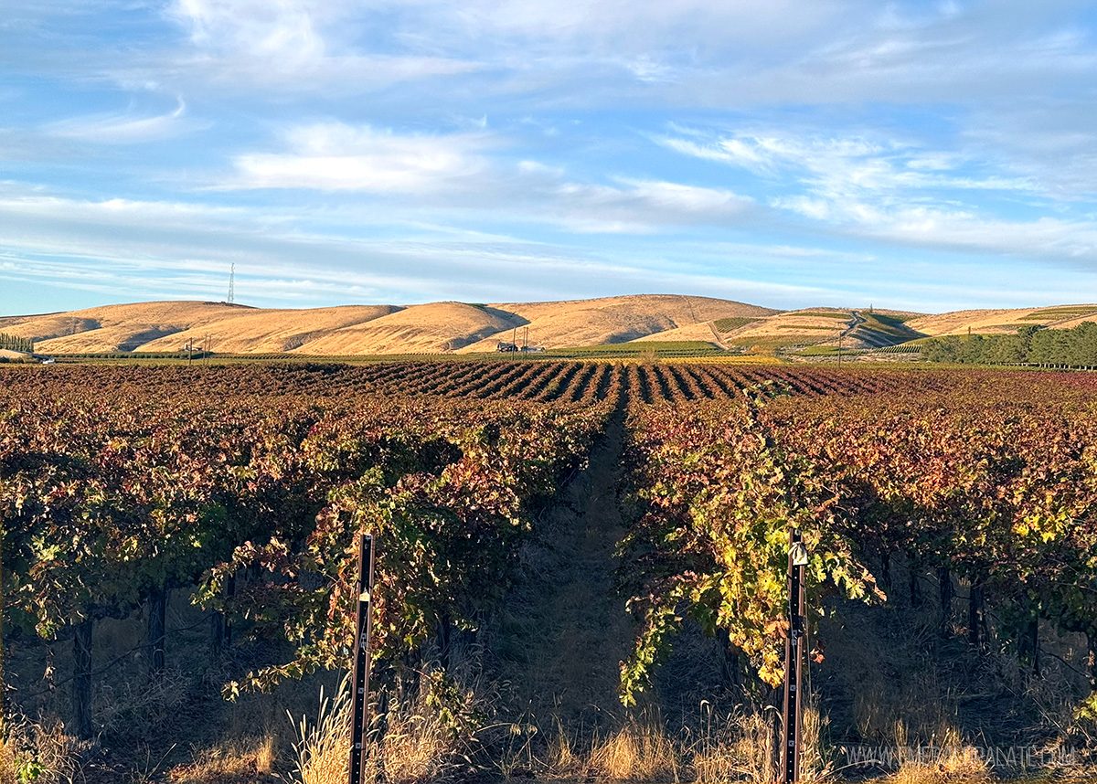 rows of vineyards in fall with the Yakima Valley mountains in the distaince