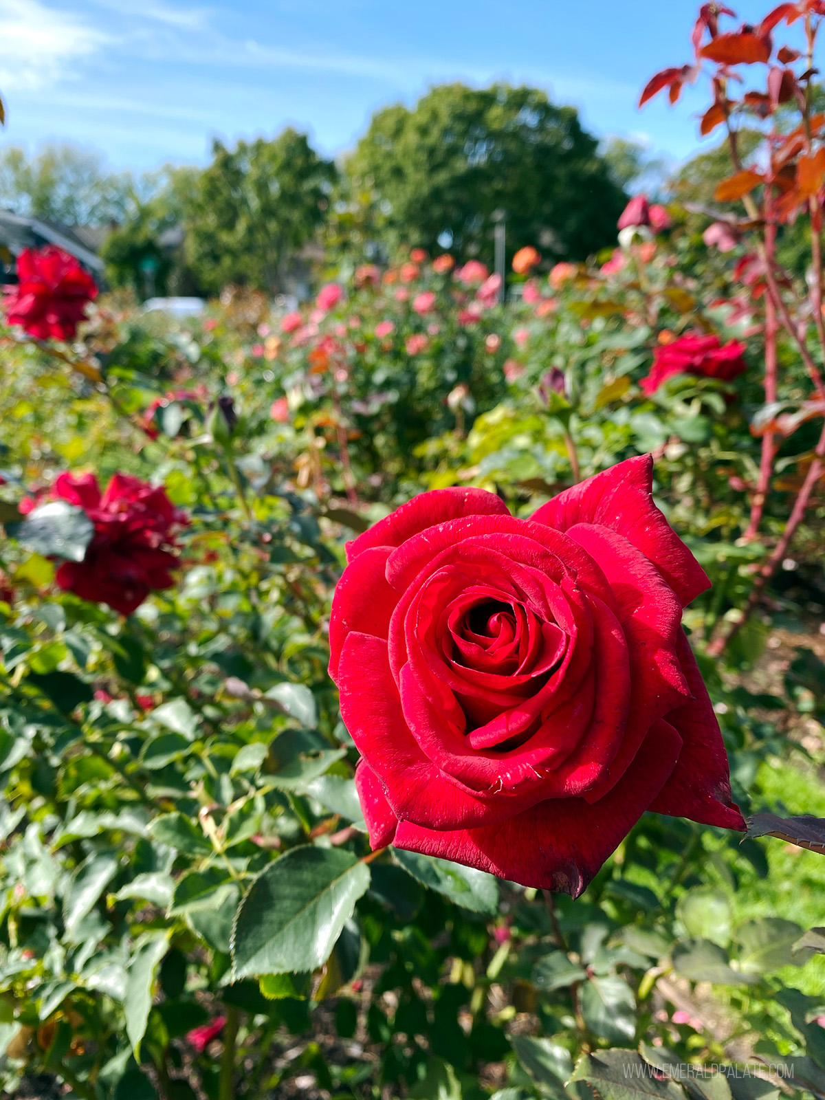 close up of a rose at the rose garden in PDX