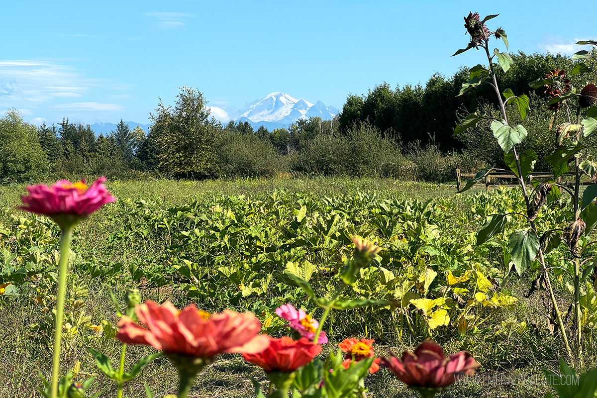 Mt Baker in distance at a farm in Lynden Washington