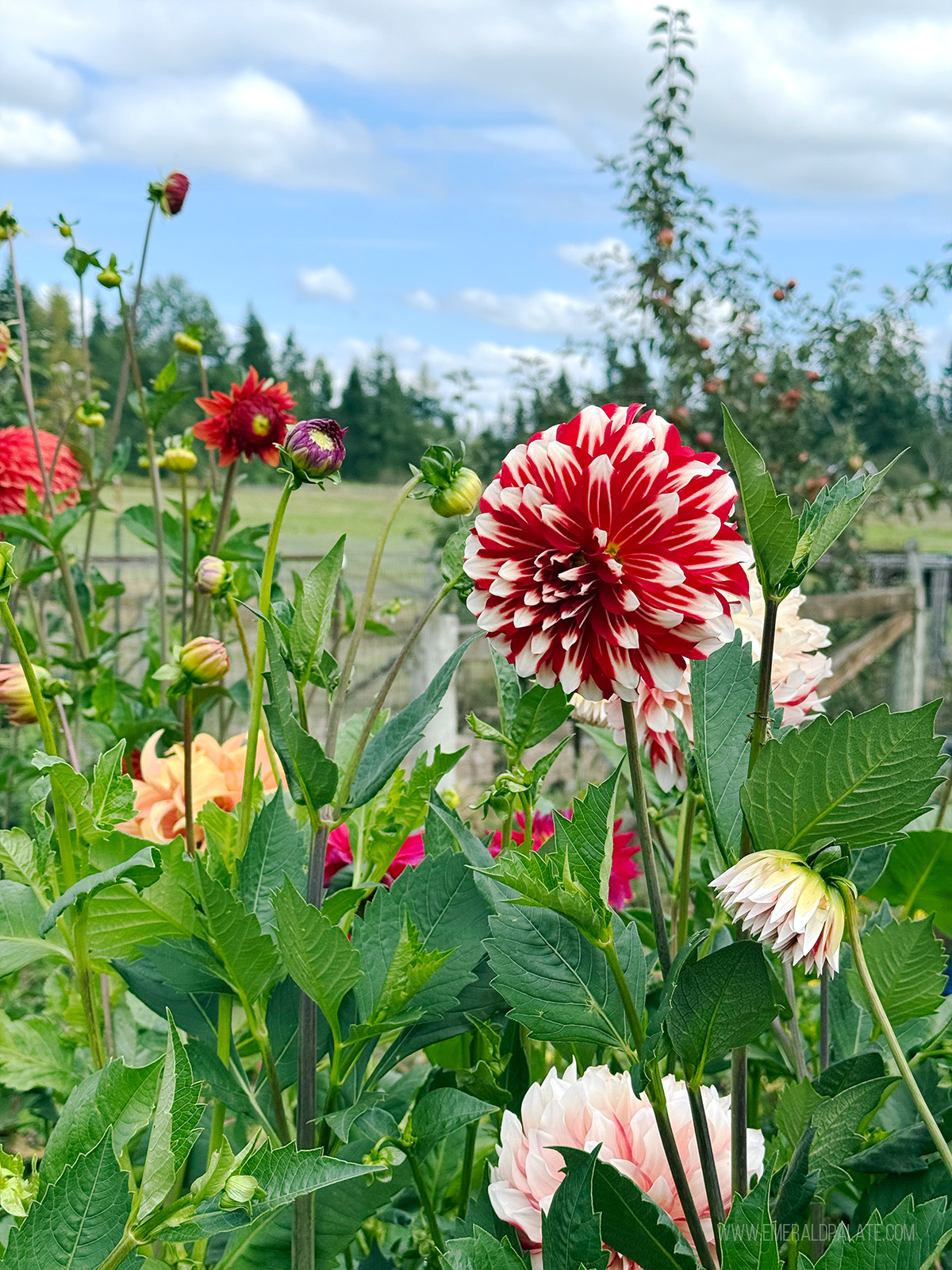 dahlias at a flower farm in Lynden WA