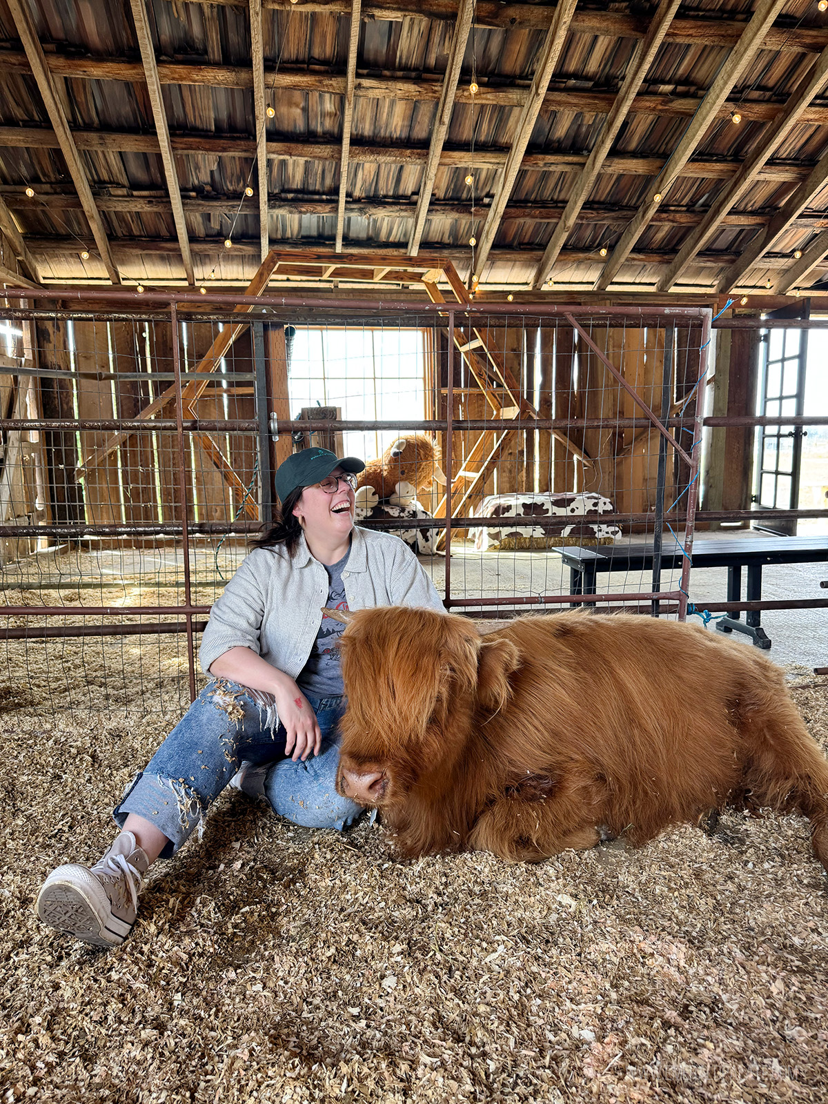 woman laughing sitting next to a baby cow, one of the best Snohomish activities