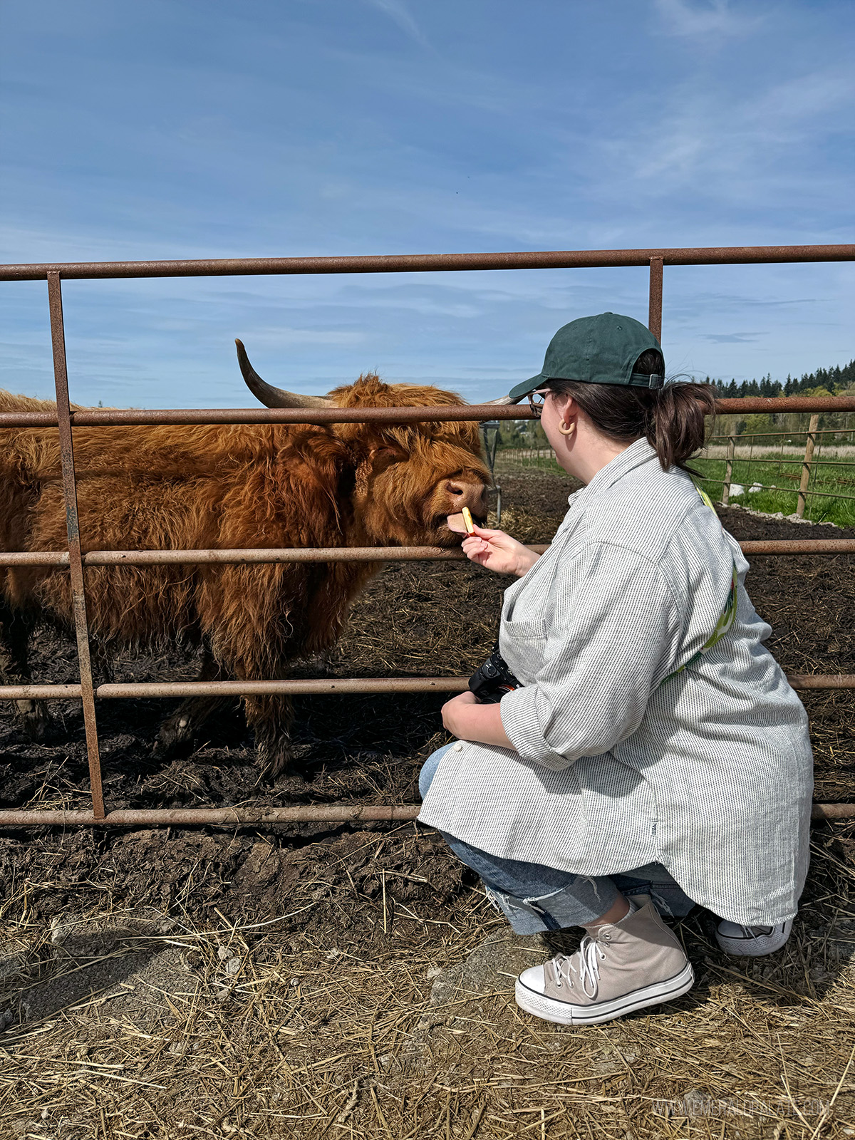 woman feeding a cow on a farm in Snohomish