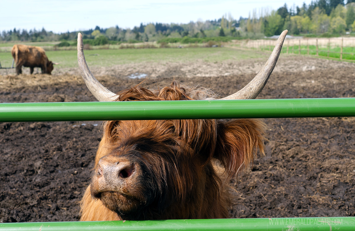 close up of a highland cow on a farm that's one of the best restaurants to do in Snohomish County