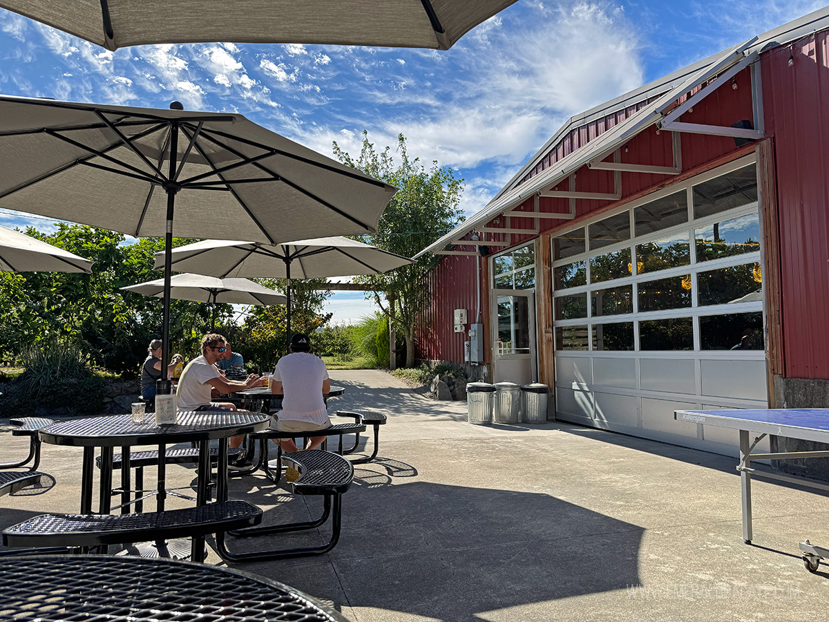 people enjoying cider at outdoor picnic tables with umbrellas