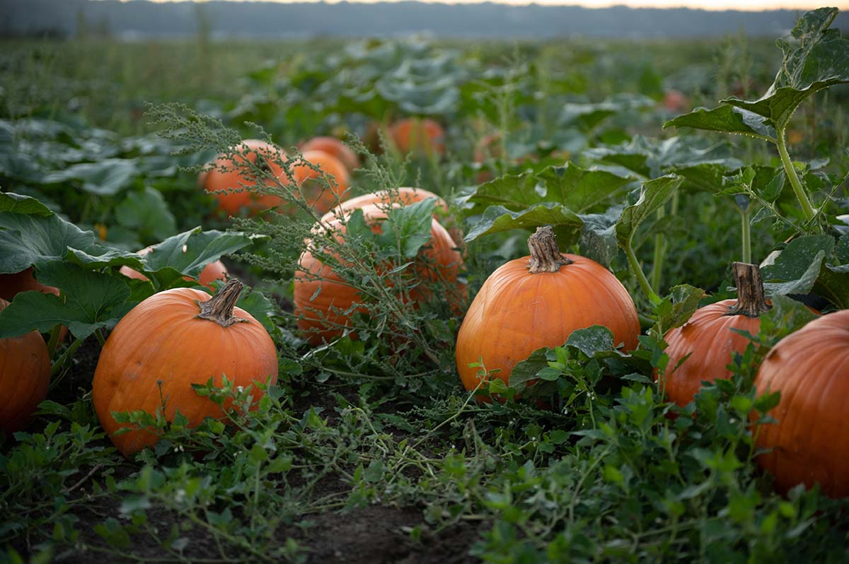 pumpkins in a pumpkin patch
