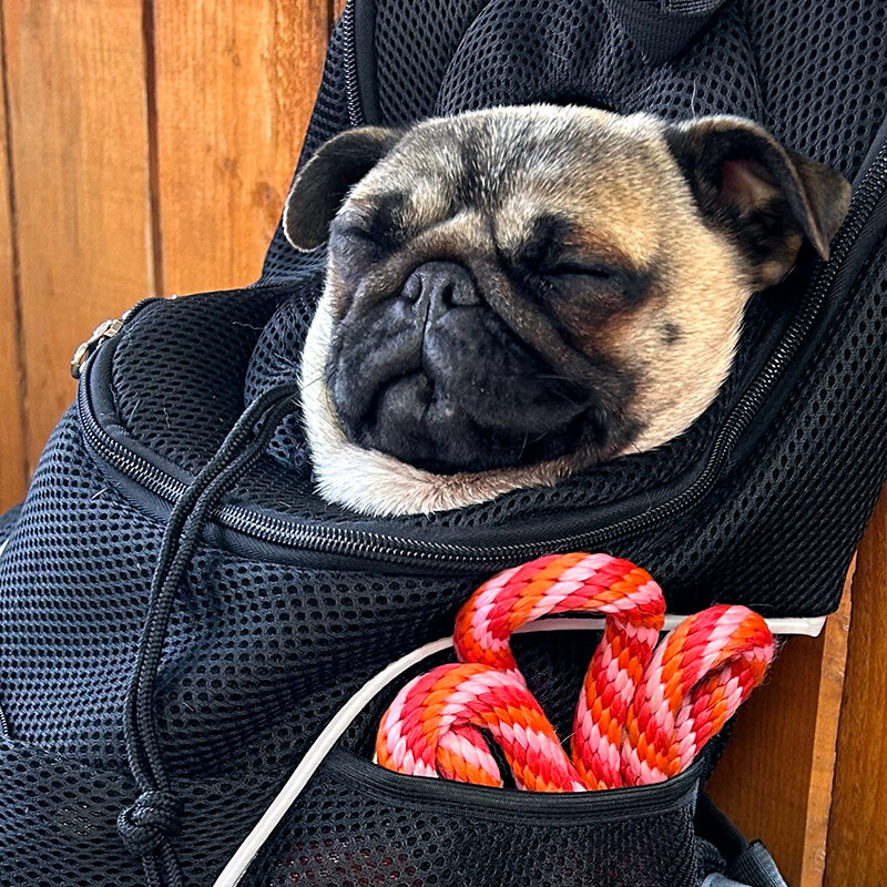 pug sleeping in a carrier at one of the best pet friendly restaurants in Seattle